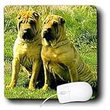 412R6NCK8AL. SL160  Buy Chinese SharPei Items