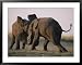 Two Elephants Butt Heads in Play Animals Framed Art Poster Print by Chris Johns, 39x3...