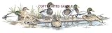 Ducks - Drawing by Cindy Farmer