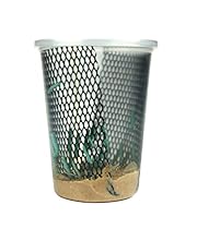 Hornworms Habitat Cup (25 Count Cup)
