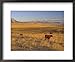 Cattle Graze Along the Rocky Mountain Front near Choteau, Montana, USA Framed Art Poster Print by Chuck Haney, 22x18