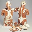 3B Scientific Muscle...