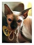 A Sphynx Petrebald Cat Looks out from a Cage at a Feline Beauty Contest Photographic Print, 18