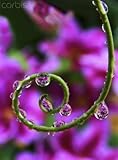 IMAGE OF Wallmonkeys Peel and Stick Wall Decals - Clematis Seen through Beads of Water on Tendril of Passion Flower Plant - 60