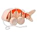 The Amazing Array of Koi Fish Colors 412S6YZy43L. SL75 The Amazing Array of Koi Fish Colors