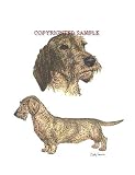 Dachshund - Double Image by Cindy Farmer, Wirehair