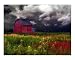 The Red Barn Photographic Poster Print by Gina Signore, 20x16 Image