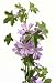 Mallow Herb with Lila Flowers - 24