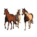 Chris Cummings Wild and Free Horses Wallies Wallpaper Mural
