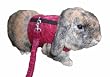 Peter's Walking Rabbit Jacket