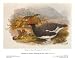 Ptarmigan in Summer Plumage - John Gould Art Print Poster 10 x 7