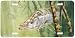 Lying in Wait - Snook Art Print - License Plate Tag By Don Ray From Airstrike