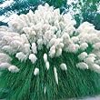 White Pampas Grass 200 Seeds- Cortaderia