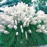  : White Pampas Grass 200 Seeds- Cortaderia