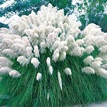 White Pampas Grass Cortaderia 200 Seeds
