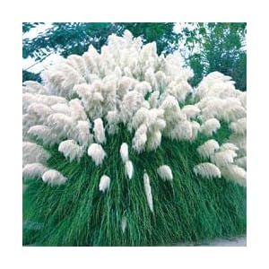 White Pampas Grass Cortaderia 200 Seeds