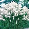 White Pampas Grass 200 Seeds- Cortaderia