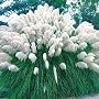 White Pampas Grass Cortaderia 200 Seeds