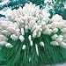 White Pampas Grass 200 Seeds- Cortaderia