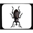 Mouse Pad with beetle, insect, weevil, invertebrate, snout, pest, snytbagge, animal, arthropod