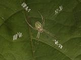 Small Orb Weaving Spider with a Web Attached to a Leaf Photographic Poster Print by Tim Laman, 40x30