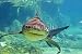 Wallmonkeys Peel and Stick Wall Decals - Approaching Shark - Removable Graphic