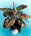 Blood Banana 10 Seeds - Musa zebrina-Indoors/Out-Exotic