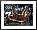 Borneo, Tanjung National Park Orangutan (Pongo Pygmaeus) juvenile stretching out between branches Framed Art Poster Print by Theo Allofs, 31x25