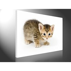 Photo sur toile LITTLE CAT tirage d'art comme image murale de Tom Harris amazonfr, TENDUS SUR CH�SSIS 100x75cm #e3121