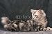 Wallmonkeys Peel and Stick Wall Decals - Chat Couch&Atilde;&copy; American Bobtail - Removable Graphic
