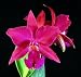 Slc Ann Komine 'Breathless' AM/AOS