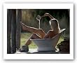 Cowboy's Dream (Cowgirl In Tub) by David R. Stoecklein 12.875"x18" Art Print Poster