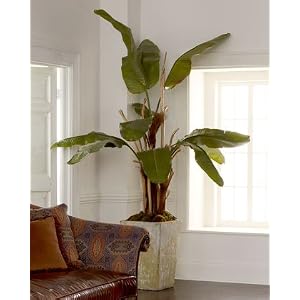 Natural Banana Tree