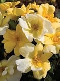 1 Gallon - Sunny Knockout Rose