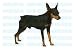 Pet Supplies : MINIATURE PINSCHER- Dog Decal - sticker dogs car got