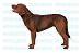 Pet Supplies : CHESAPEAKE BAY RETRIEVER - Dog Decal - sticker car got