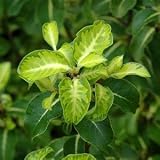 Review Longacres  / Pittosporum Abbotsbury Gold 5L