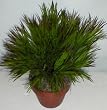 16" INDOOR / OUTDOOR Cyperus Grass Plant