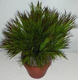 15 INDOOR / OUTDOOR Cyperus Grass Plant