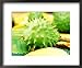Aesculus Hippocasteanum Fruit (Horse Chestnut Conker) Framed Art Poster Print by Linda Burgess, 22x18