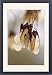 Framed Prints of DAD-1957 Amur Maple - The fruits hang in nodding bunches and remain on the tree from Ardea Wildlife Pets