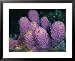 Close-up of sponges off the coast of Navassa Island National Geographic Collection Framed Art Poster Print by Wolcott Henry, 31x25