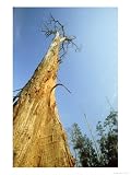 Teak Tree, Mae Hong Sang Provence, Nw Thailand Botanical Photographic Poster Print by Michael Pitts, 18x24