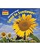 TEACHER CREATED RESOURCES TCR8120 LISTENREADTHINK SCIENCE HOW DOES IT GROW SEED TO SUNFLOWER