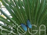 Chinesische Hanfpalme - Trachycarpus fortunei - Samen