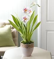 Single Miltonia Orchid
