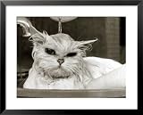 Bella the Persian Cat Gets a Soaking to Prepare Her for Shows, April 1985 Framed Art Poster Print, 31x25
