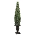 Italian Cypress Pine Tree in Pot - 54"