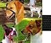 Pet Supplies : Gentle Leader Head Collar - Large - Black