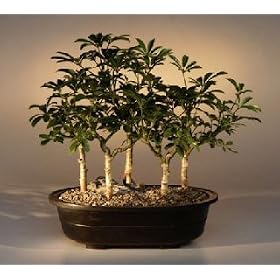 Bonsai Boy's Hawaiian Umbrella Bonsai Tree Five Tree Forest Group arboricola schefflera